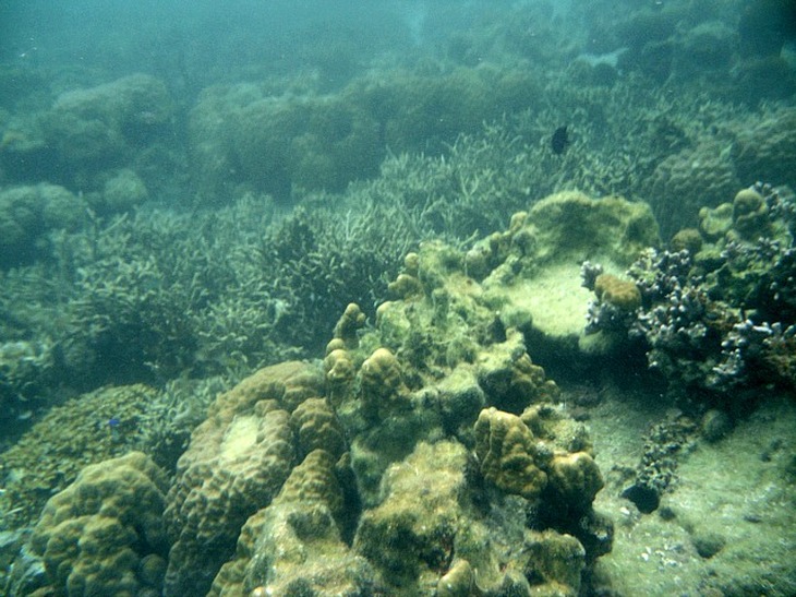 Ship Wreck Site, Coron, Palawan