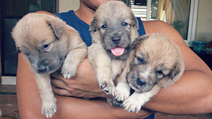 Oreo's puppies